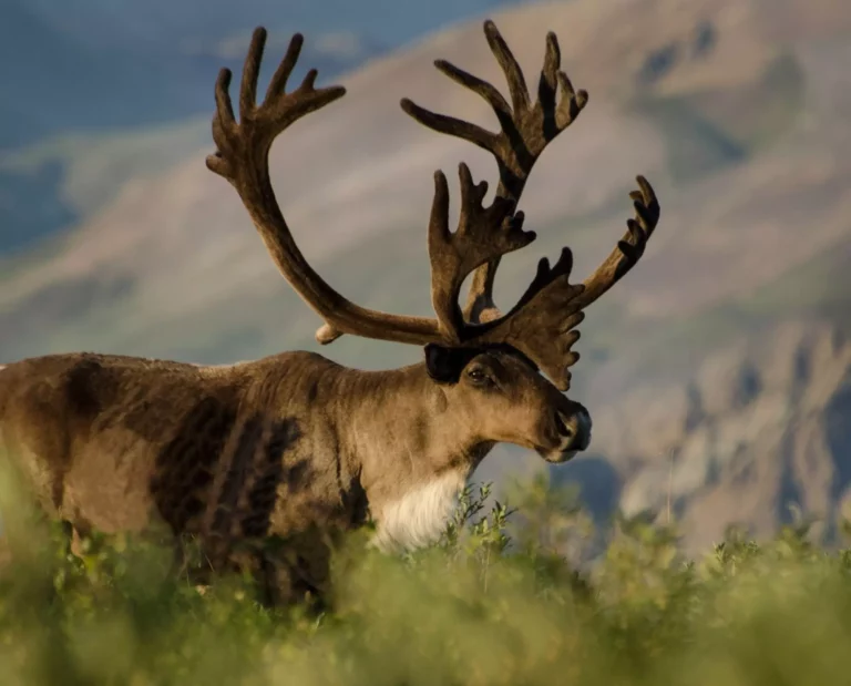 caribou in the field eating