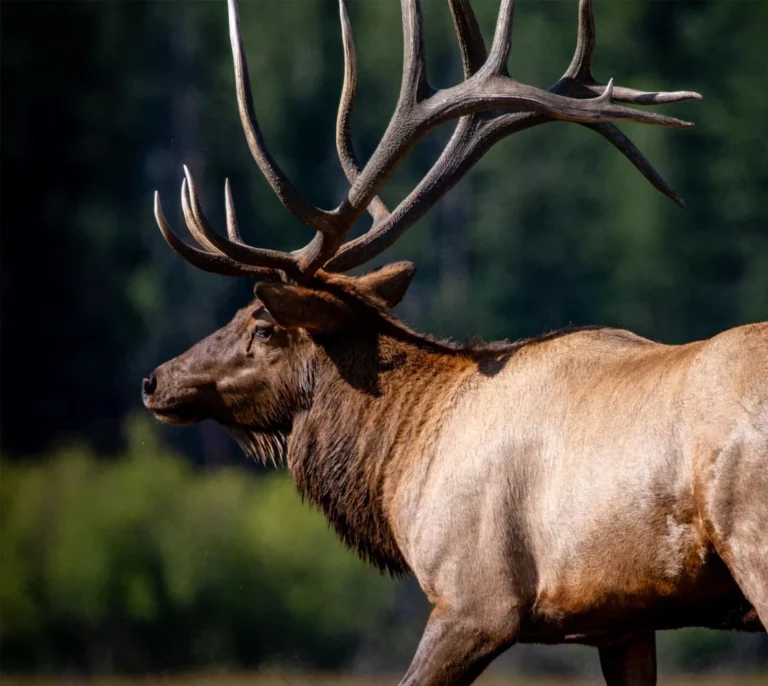 elk walking in the woods mobile