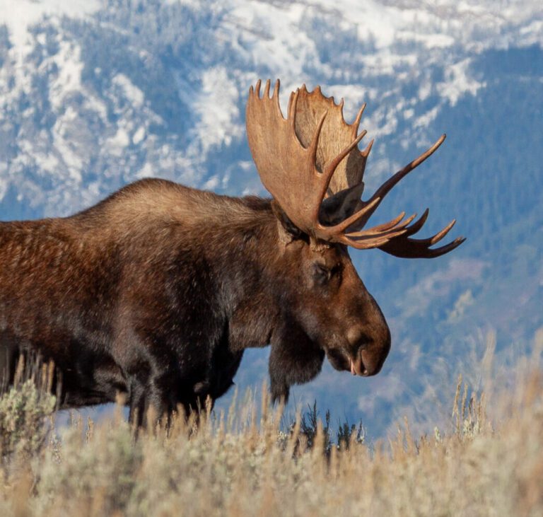 moose eating on mountain