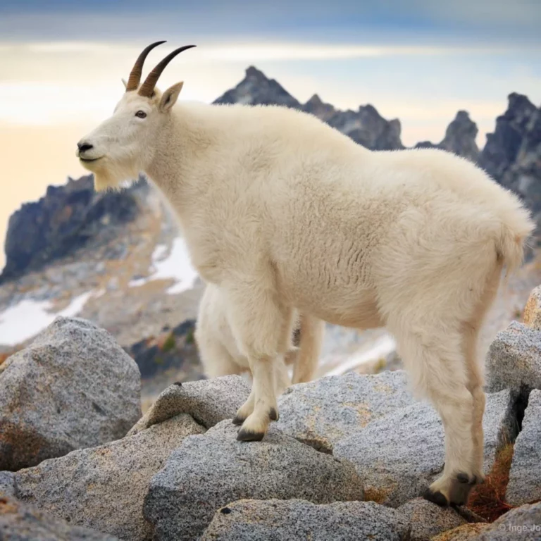 mountain goat with sunset