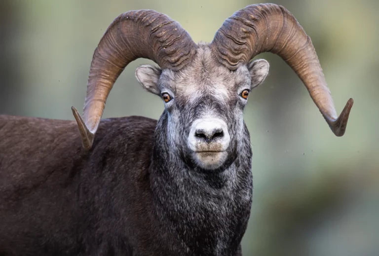 stone sheep gazing